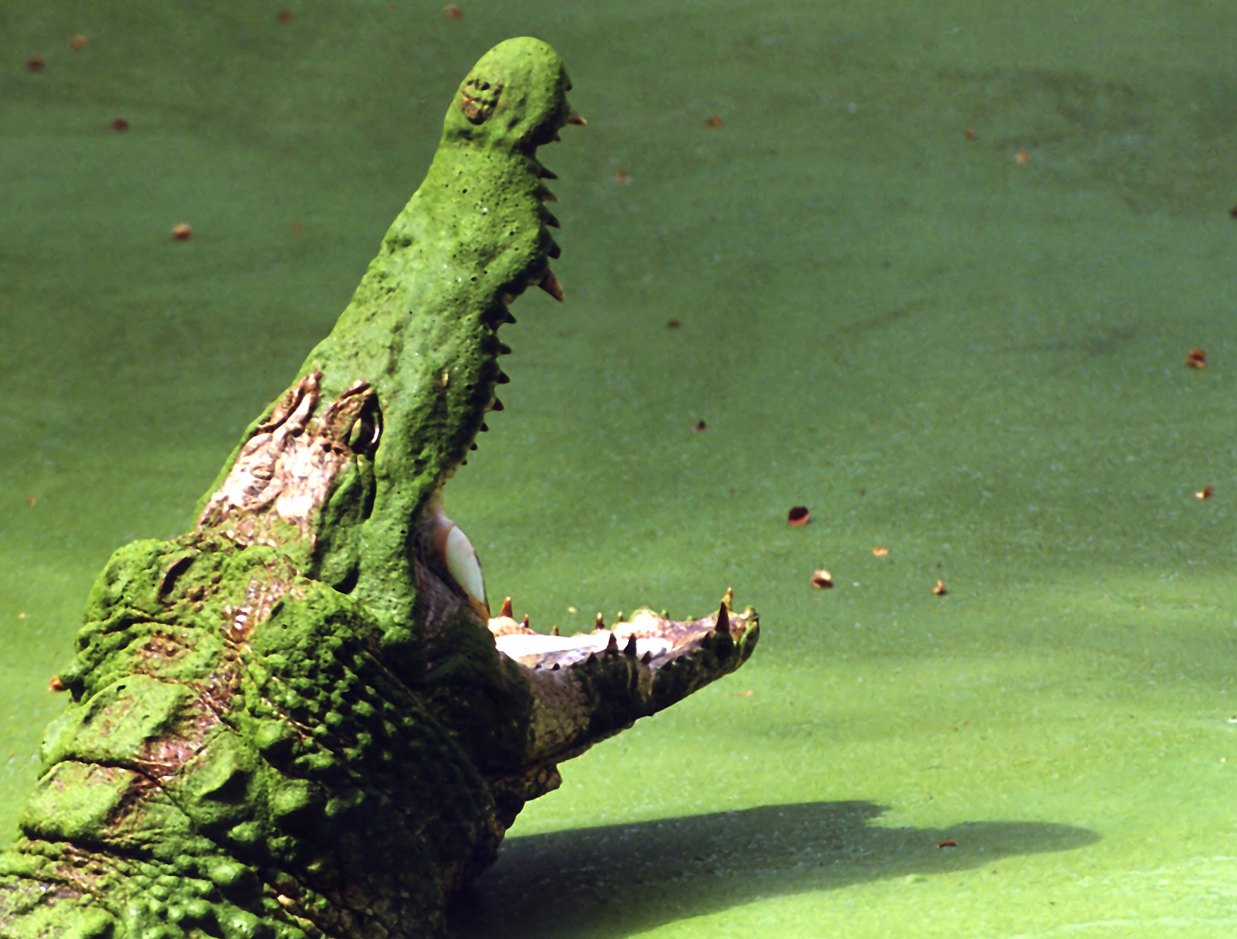 It’s a dog-eat-dog world in the crocodile pond. Photo by Kevinzim.