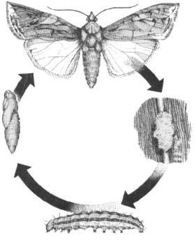 Life cycle of a moth